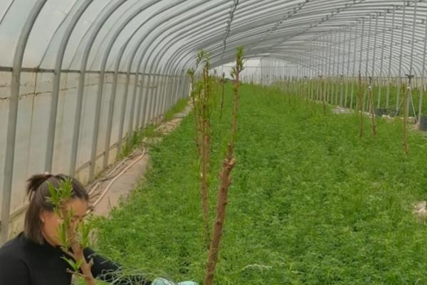 金蝉的种植方法，一般在5-7月份或9-10月份种植
