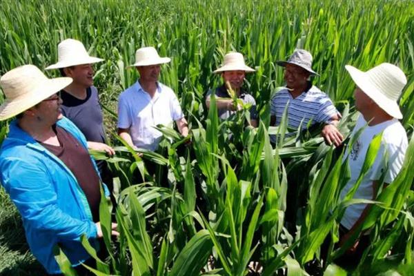 夏季玉米为什么受害，在高温时间段打药会引发药害