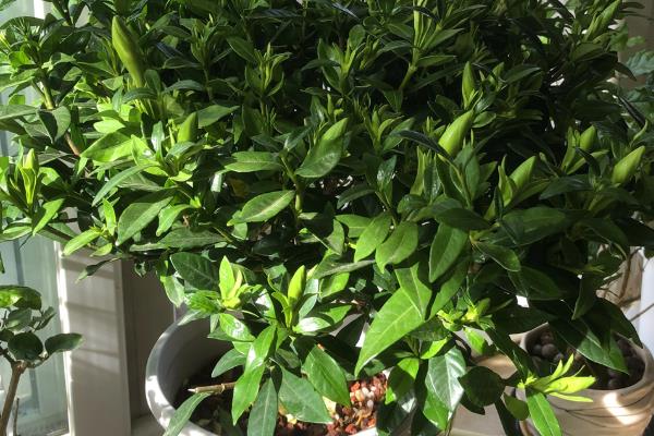栀子花的施肥方法，以薄肥多施的方式追施有机肥