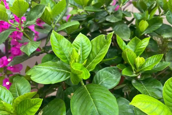 栀子花的施肥方法，以薄肥多施的方式追施有机肥