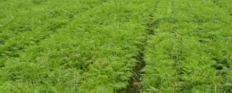 川芎怎么种植，栽种后每月中耕除草1-2次
