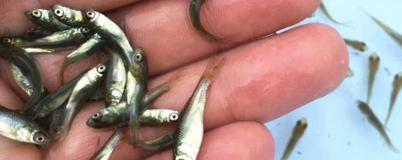 草鱼苗怎么养殖，每天上午、下午各投喂一次豆浆等饲料