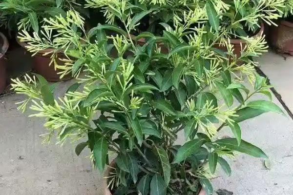 夜来香叶子发黄怎么处理，找准原因后对症治疗