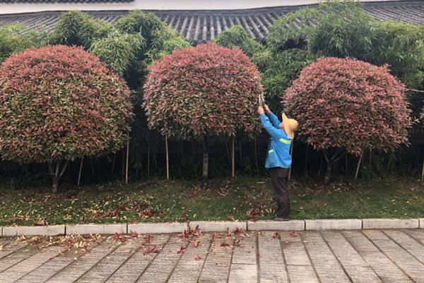 红叶石楠怎么修剪，选择在幼苗期间、生长期间进行