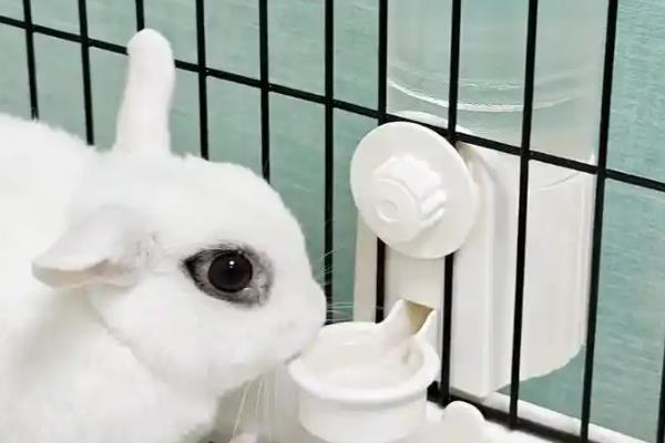 兔子常用疫苗的接种方式，不同疫苗的接种方法不同