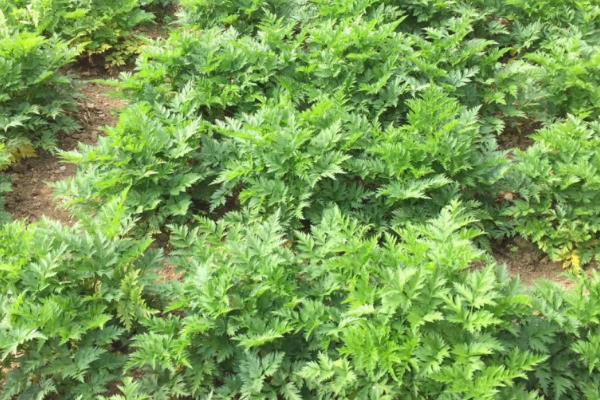 川芎怎么种植，栽种后每月中耕除草1-2次