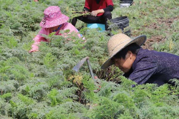 川芎怎么种植，栽种后每月中耕除草1-2次