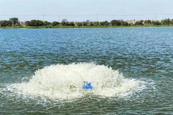 草鱼苗怎么养殖，每天上午、下午各投喂一次豆浆等饲料