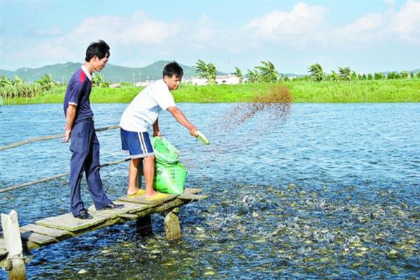 草鱼苗怎么养殖，每天上午、下午各投喂一次豆浆等饲料