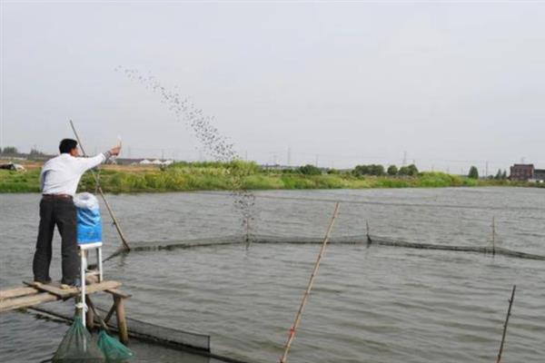 草鱼苗怎么养殖，每天上午、下午各投喂一次豆浆等饲料