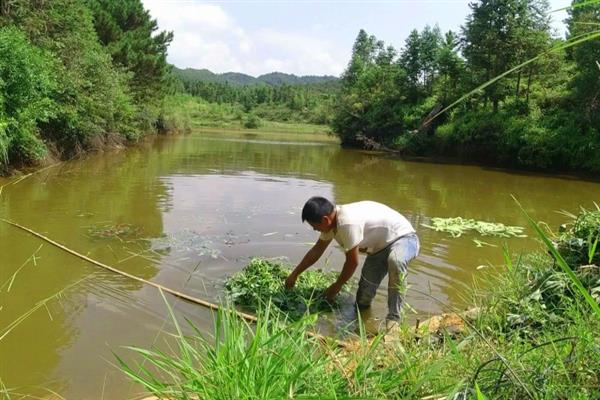 草鱼苗怎么养殖，每天上午、下午各投喂一次豆浆等饲料
