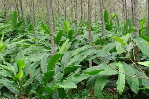 豆蔻是什么植物，是多年生常绿草本植物