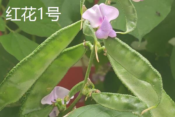 扁豆的收获时间，主要取决于种植季节