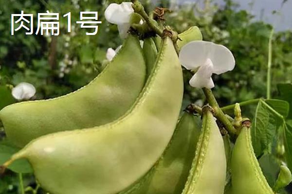 扁豆的收获时间，主要取决于种植季节