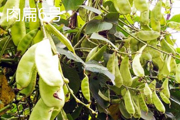 扁豆的收获时间，主要取决于种植季节