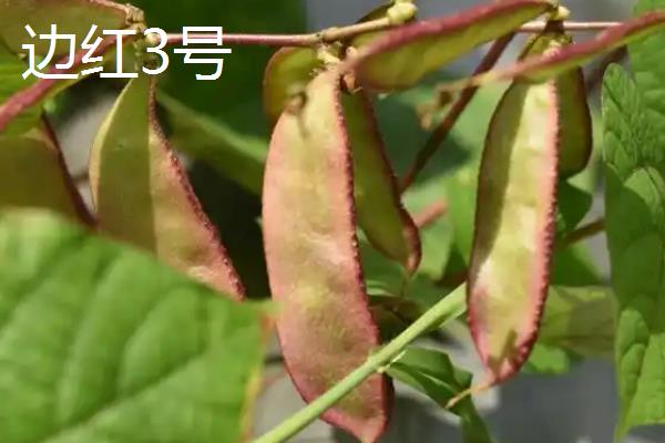 扁豆的收获时间，主要取决于种植季节