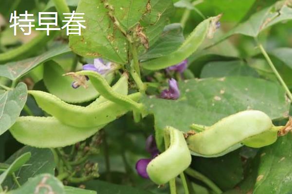 扁豆的收获时间，主要取决于种植季节