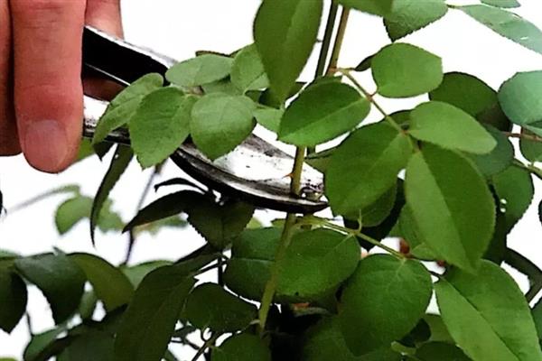 冬季如何养护玫瑰花，将室温保持在20-26℃