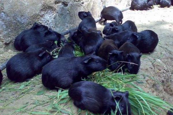黑豚鼠养殖手续怎么办理，需办理养殖许可证和税务登记证