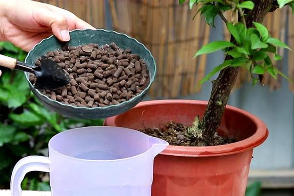 三角梅施什么肥，可以施氮肥、磷肥和专用肥