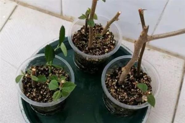 三角梅施什么肥，可以施氮肥、磷肥和专用肥