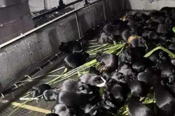 黑豚鼠养殖手续怎么办理，需办理养殖许可证和税务登记证