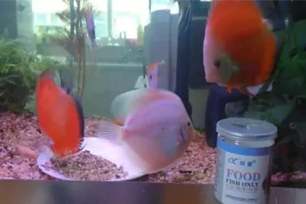 七彩神仙鱼几天喂一次，要根据它们的体型决定