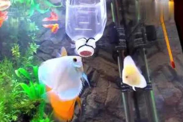 七彩神仙鱼几天喂一次，要根据它们的体型决定