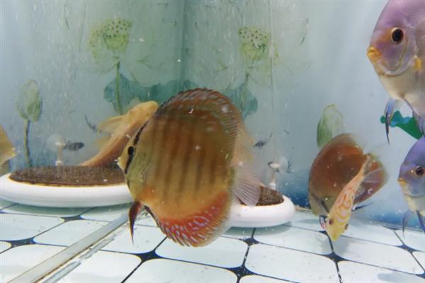 七彩神仙鱼几天喂一次，要根据它们的体型决定