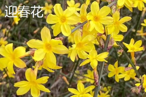 秋天开放的花卉有哪些，常见月季、百合、万寿菊等品种