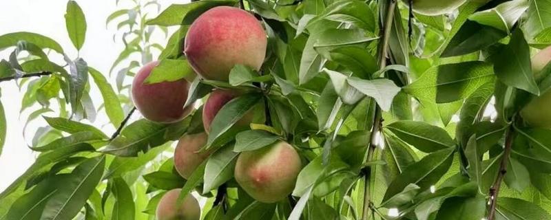 血桃的品种介绍,常见的有荔波血桃、贵妃血桃等