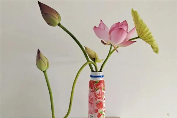 荷花摘下来放水里会不会开放，即将开放的花苞能在水中开花