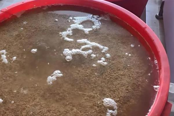 在家种水稻的方法，浸种催芽后再撒播覆土