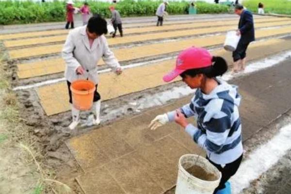 在家种水稻的方法，浸种催芽后再撒播覆土