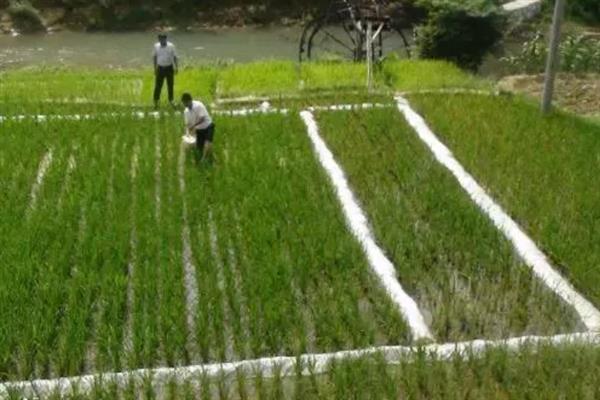 在家种水稻的方法，浸种催芽后再撒播覆土