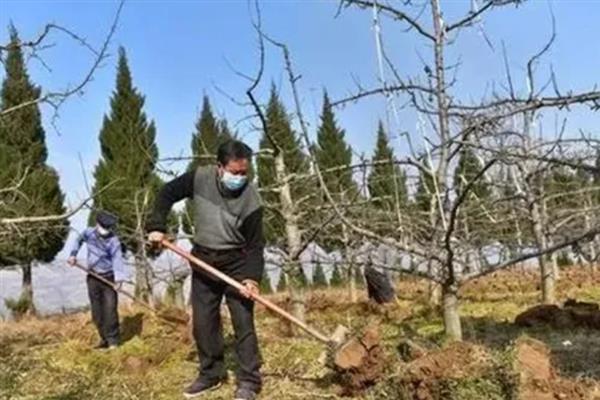 梨树越冬如何选择农药，针对不同害虫选择不同的农药