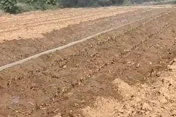 折耳根怎么种植，播种后要浇施保墒水