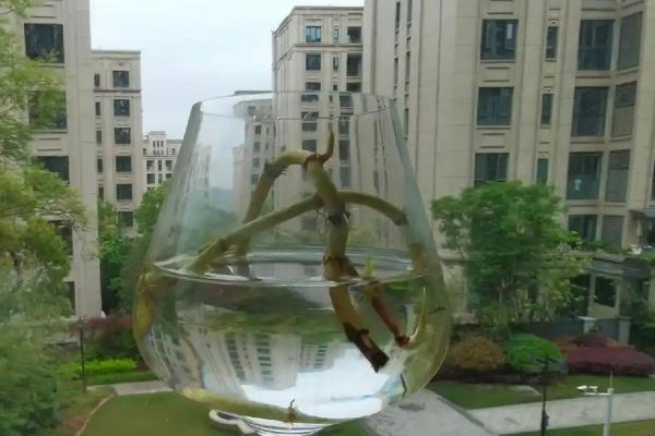 折耳根怎么种植，播种后要浇施保墒水