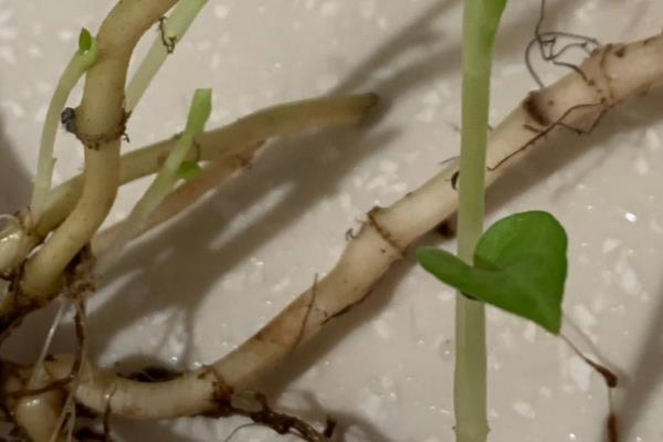 折耳根怎么种植，播种后要浇施保墒水
