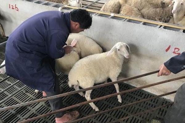 羊吃肉是正常的吗，是一种不正常的情况