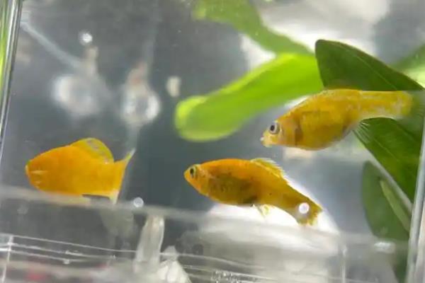 养玛丽鱼的注意事项，要保证它们生活的环境稳定