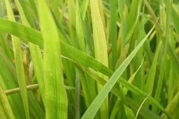 金谷F8水稻种子特点，每亩施纯氮10公斤