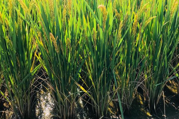 淮粳9268水稻品种简介，每亩栽插1.8万穴左右