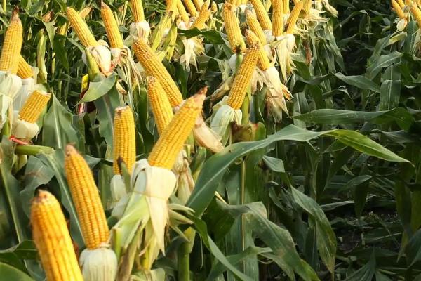 荃银玉1号玉米种子特征特性，大喇叭口期防治玉米螟虫