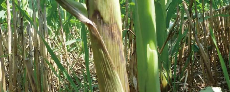 豫糯502玉米品种简介，适宜密度3500株/亩