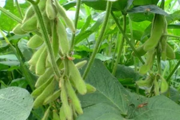 圣豆122大豆种子特点，密度为每亩13000株左右