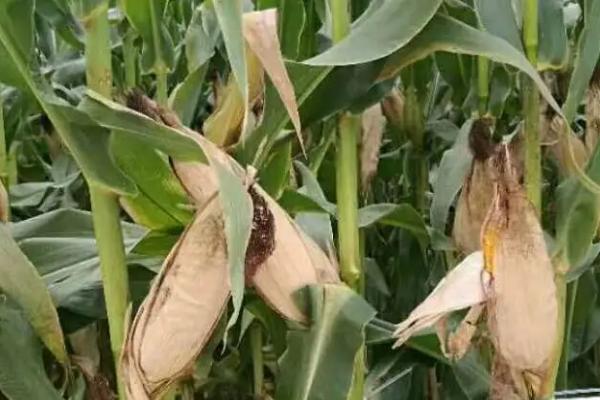 豫糯502玉米品种简介，适宜密度3500株/亩