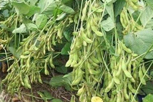 科豆42大豆种子介绍，表现高抗