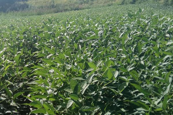中豆82大豆种子特点，根据前茬肥力