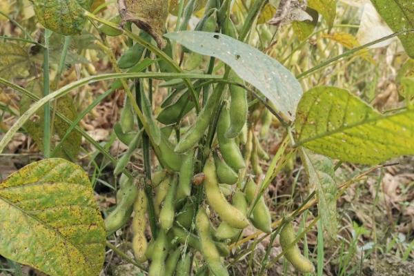 中豆82大豆种子特点，根据前茬肥力